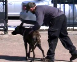 Man Picking Up His Dog From Daycare Finds Something Outrageous Tied Around Her Neck