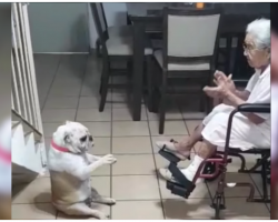 When Grandma Claps And Sings, Her Dog Dances To The Beat