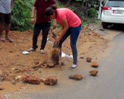 Dog Found Surrounded By Stones In The Road Needed Some Serious Help