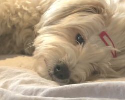 Pregnant Dog Abandoned When She Needs Her Humans The Most – Gets A Fairy Tale Ending