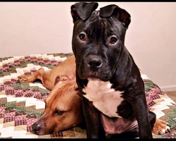 Pit Bull Puppy Kicked Out Of PetSmart Playdate After He Was Invited