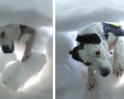 Man buried alive in the snow films the tearful moment a rescue dog digs him out