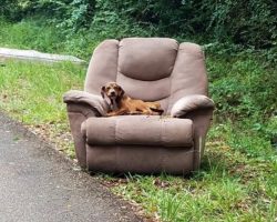 Dog Abandoned On The Road In A Chair Was Too Scared To Go Look For Food