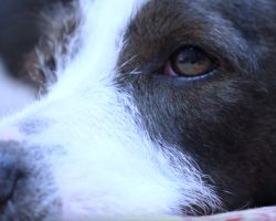 Dog Found Lying Next To Owner Who’d Passed Away 6 Weeks Ago