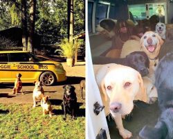 Doggie School Bus Overflows With Customers, Looks To Hire An Assistant To Keep Up