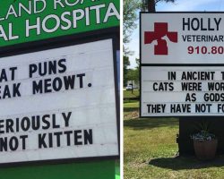 16 Cat Signs From Vets With Great Senses Of Humor