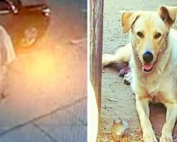 Neighborhood Lurker Enters Front Yard, Mercilessly Stabs And Kills Family Dog