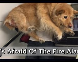 10 Photos That Prove Dogs Are All Still Puppies On The Inside