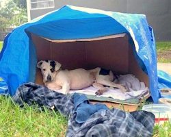 Dog Found in Cardboard Box Waiting for Owner to Return