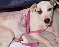Trail Of Blood Led Owner To Puppy Shot With Arrow – Cops Seeking Abhorrent Culprit