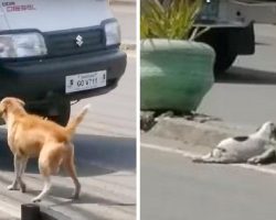 Mother Dog Makes Heart-Wrenching Cries For Help After Car Runs Over Her Puppy
