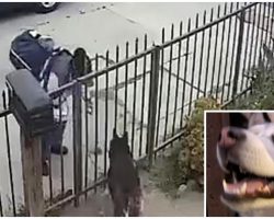 Postal Worker Pepper-Sprays Husky In Eyes After He Greets Her With Wagging Tail