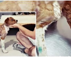 Puppy Strung Up To Tree For 3-Days And Tortured, Pulls Through To Defy Abusers