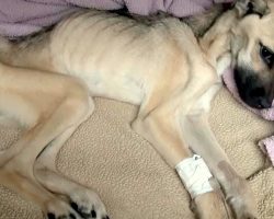 Rescued Skeletal Dog Was Starved For Months And Collapsed As She Tried To Stand