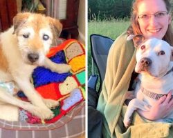 Retired Nurse Opened A Hospice For Dying Senior Dogs Who Are Dumped Without Love