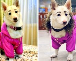 Dog Born With Human-Like Eyebrows Gets Dumped By Owners Who Find Her Weird & Ugly
