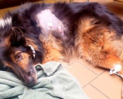 Dog Dies After Getting Hit By A Car, Cops Looking For Reckless Driver Who Fled