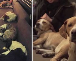Cafe Opens Its Doors To Give Local Strays A Safe Place To Stay At Night