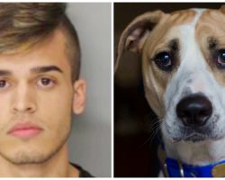Angry Guy Pours Boiling Water All Over Dog For Urinating On The Floor