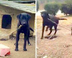 Dog Kept On Short Chain All His Life Cries All Day, Owners Say They Don’t Care