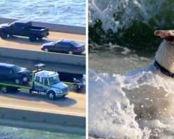 Dog Thrown Off The Bridge In Multi-Car Crash & Yelps For Help As He Hits Water