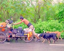 Selfless Man Drags Cart Along Borders For 6 Years, Rescues Over 500 Homeless Dogs