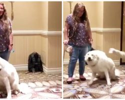 Trainer Says Hitting Dogs In Head With A Heavy Towel Reduces Aggression