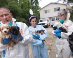 Police Go Look For Loose Dog, Find 276 Small Dogs In Single Family Home