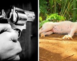 2 Neighbors Quarreling Over Dog Start Firing, Dog Gets Shot In The Head & Dies