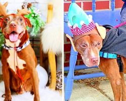 Owner Ties Senior Dog To A Railing & Abandons Him Just 2 Days After Adopting Him