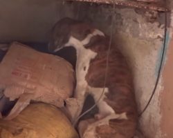 Stray Who Was Hit By A Car Found Trying To Hide From The Pain In A Corner