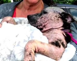 Puppy Left For Dead In A Sealed Box Wagged Her Tail In Hopes Someone Would Hear