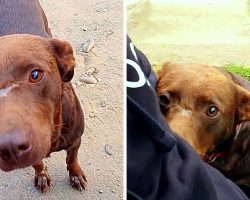Superstitious Owners Burn Dog’s Snout With Red-Hot Iron, Throw Him On The Street