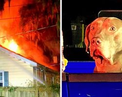 Dog Saves Family From Huge Fire But Watches In Horror As His Pet Siblings Perish