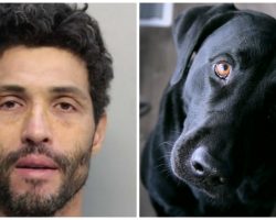 Man Repeatedly Bashes Dog’s Head Against Truck Because “He Had It Coming”