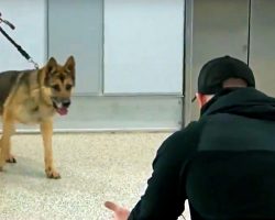 Military K-9 Steps Off Elevator & Sees His Handler For First Time In 3 Years