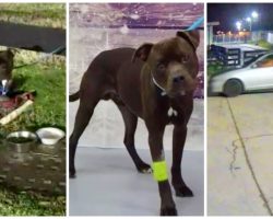 Owner Dumps Pit Bull In Freezing Cold, Ties Him To Fence & Drives Off