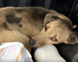 Stray Pup Covered In Oil & Open Wounds Hid In Same Spot Every Night For Years