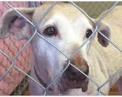 Unwanted Dog Waits 7-Years In Animal Shelter For Someone To Adopt Her