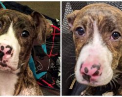 Man Fractures Dog’s Shoulder & Paw Because She Took His Sandwich