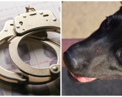 Woman Punches & Body Slams Labrador Pup To State Of Unconsciousness