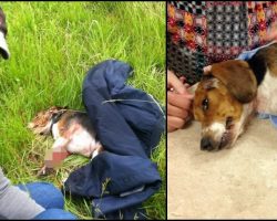 Beagle Hit On Highway Is Left Behind, Veteran Speeds Across 3 Lanes Of Traffic