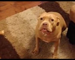 Pit Bull Doesn’t Like Her Dad Coming Home Late, Gives Him An ‘Earful’