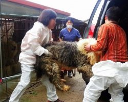 Seven Dogs Get Locked Up For Dog Meat Trade But One Woman Makes A Desperate Run
