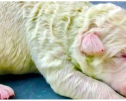 Italian Dog Gives Birth To Four White Pups & One Rare But Lucky Green One