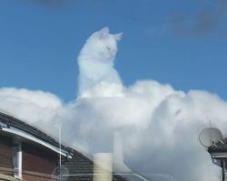 Cat Seen In The Clouds Overlooking All Of His Earthly Peasants