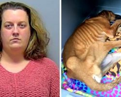 Woman Adopts Sweet Dog Only To Lock Him Up And Let Him Die Without Food Or Water