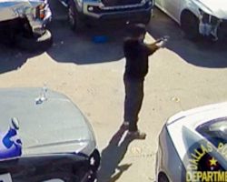 $5,000 Reward Offered To Find Man Who Walked Into Business & Shot Innocent Dog