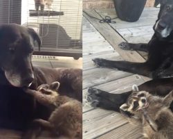 Senior Dog Becomes Surrogate Mom To An Orphaned Raccoon