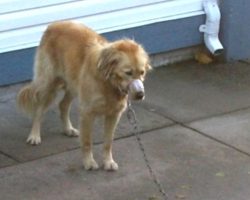 The Town Wouldn’t Do Anything About Muzzled Dog, So Neighbors Jumped The Fence